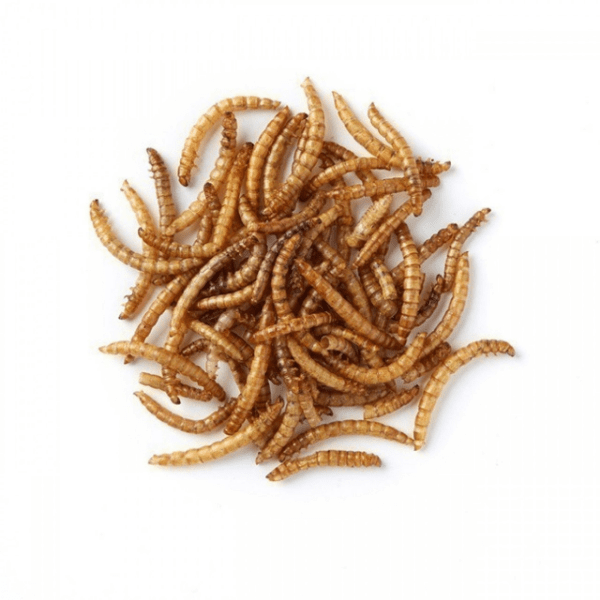 The Power of Mealworms A Nutritional Superfood for Parrots Nature's Nest