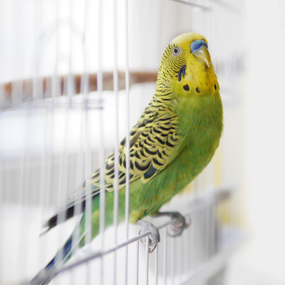 The Perfect Perch: Choosing the Right Cage Size for Your Feathered Friends