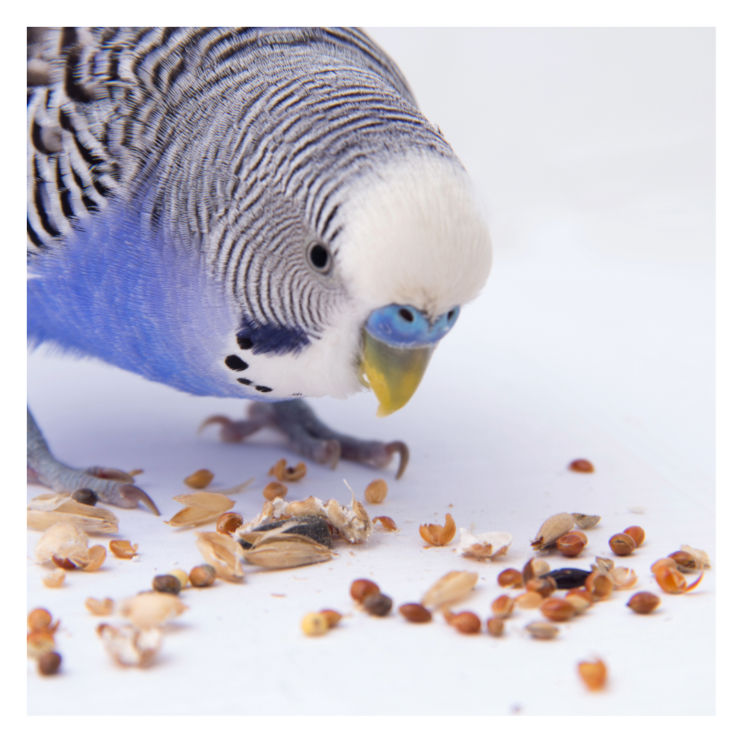 🌾 Why Seeds Are Not Suitable for Small Birds – And What to Feed Instead