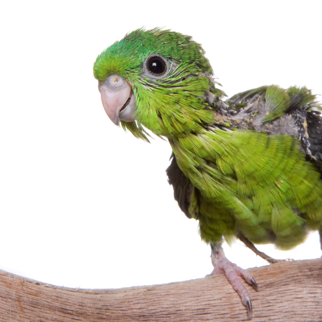 How to Transition Your Baby Pet Bird Off Porridge: A Step-by-Step Guide