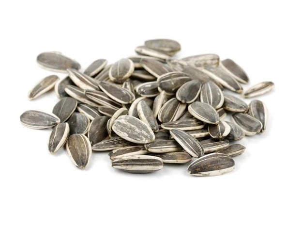 The Hazards of a Bird Seed Diet: Why It's Not Healthy for Birds and Parrots