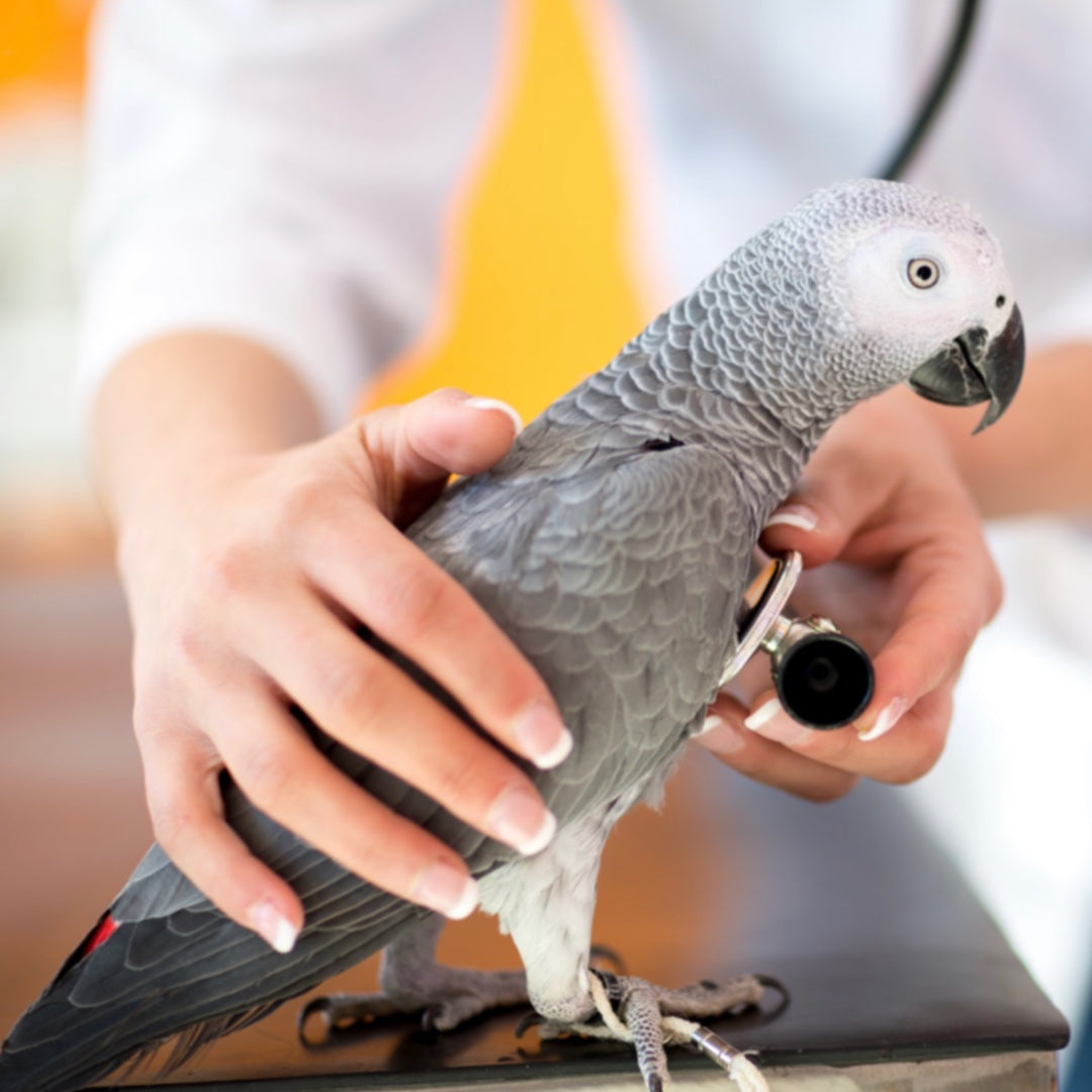 Trusting Vets for Bird’s Best – The Importance of Veterinarian-Formulated Pellets
