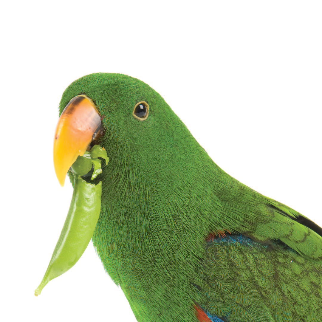 The Finicky Feathers: Unlocking the Mystery of Parrots’ Picky Eating Habits