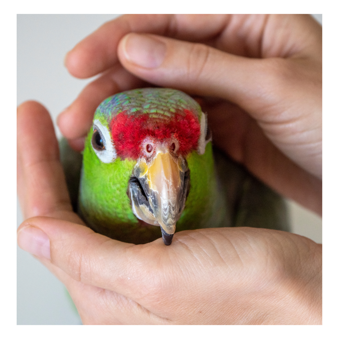 Building Healthy Routines: Daily Habits to Promote Your Parrot's Wellness