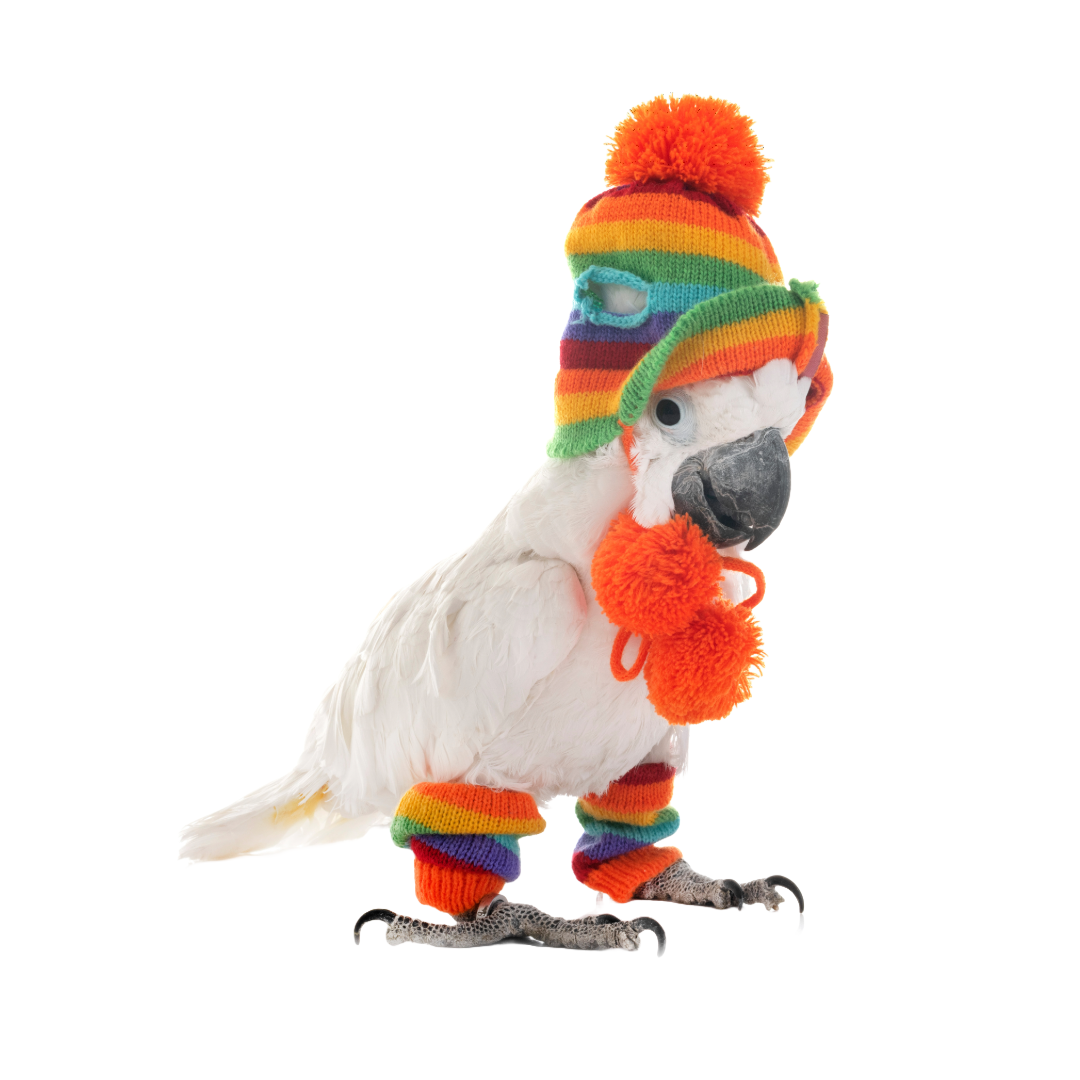 Winter care for your feathered friend.