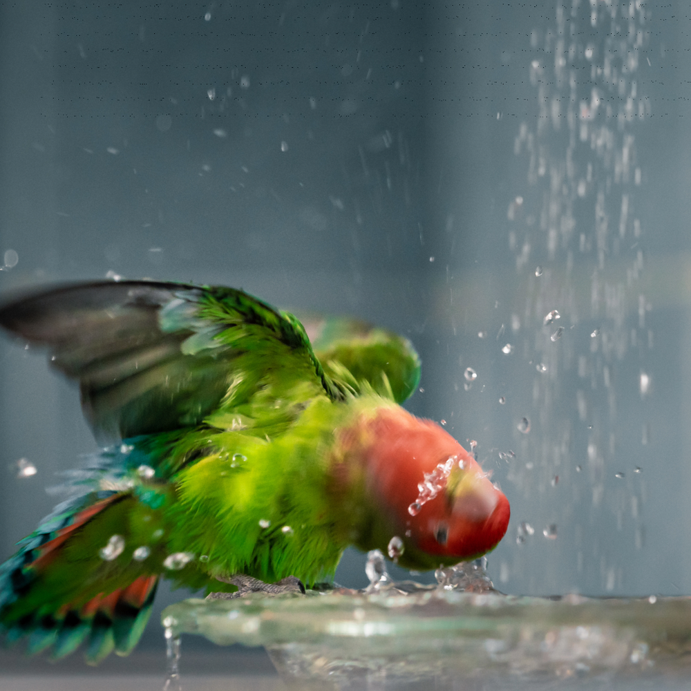 How to Transition Your Baby Pet Bird Off Porridge A StepbyStep Guid