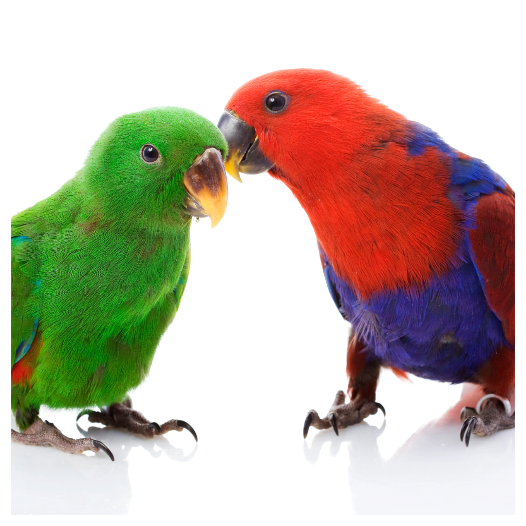Unlocking the Nutritional Secret: Feeding Your Eclectus Parrot with Care