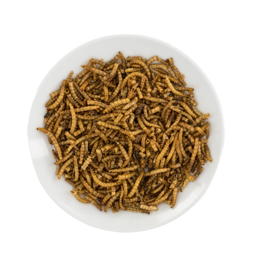 Mealworms raw ingredient view
